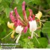 Lonicera Henryi -Garden Plants LONI HENRYI R44899
