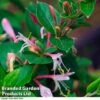Lonicera Japonica 'Red World' -Garden Plants LONI REDWORLD R44900