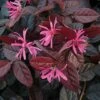 Loropetalum Chinense Var. Rubrum 'Fire Dance'
