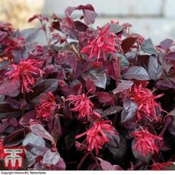 Loropetalum Chinense Var. Rubrum 'Ever Red' -Garden Plants LORO TKA8393 C