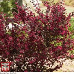 Loropetalum Chinense Var. Rubrum 'Ever Red' -Garden Plants LORO TKA8393 D