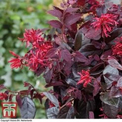 Loropetalum Chinense Var. Rubrum 'Ever Red' -Garden Plants LORO TKA8393 E