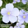 Linum Perenne Blue -Garden Plants LPEB 64336 A