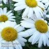 Leucanthemum X Maximum Snow Lady -Garden Plants LSNO KA5745 A
