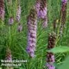 Liatris Spicata 'Floristan Violet' -Garden Plants LSPIV KA5762 A