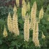 Lupin 'Chandelier' -Garden Plants LUPI T62243 A h