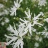 Lychnis Flos-cuculi 'White Robin' (Marginal Aquatic) -Garden Plants LYCH T78045 A h