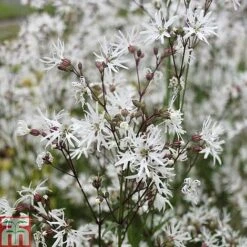 Lychnis Flos-cuculi 'White Robin' (Marginal Aquatic) -Garden Plants LYCH T78045 C h