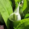 Lysichiton Camtschatcensis (Marginal Aquatic) -Garden Plants LYSI T78332 A h