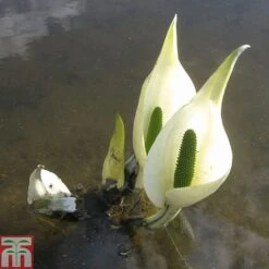 Lysichiton Camtschatcensis (Marginal Aquatic) -Garden Plants LYSI T78332 C h