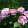 'Lavender Ice' Patio Shrub Rose -Garden Plants Lavender Ice 4 1