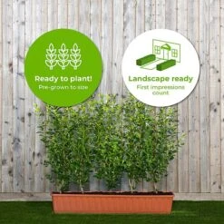 Privet Green Instant Trough Hedge 1m (pre-grown) -Garden Plants Ligustrum20ovalifolium201yr20tr20 202