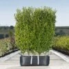 Privet Ready Bag Instant Hedge 1m (pre-grown) -Garden Plants Ligustrum20ovalifolium20Aureum20copy