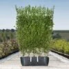 Pivet Ready Bag Instant Hedge 1m (pre-grown) -Garden Plants Ligustrum20ovalifolium20copy