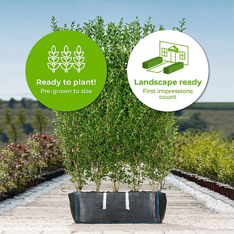 Pivet Ready Bag Instant Hedge 1m (pre-grown) 4 Pivet Ready Bag Instant Hedge 1m (pre-grown) - Image 2