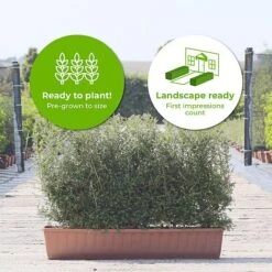 Honeysuckle Instant Trough Hedge 1m (pre-grown) -Garden Plants Lonicera20nitida202yr20 202