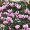 Magnolia 'Heaven Scent' -Garden Plants MAGN T58214 A h