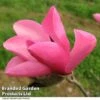 Magnolia 'Fire' -Garden Plants MAGN FIRE T51558