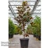 Magnolia Grandiflora 'Goliath' -Garden Plants MAGN GOLIATH S45854