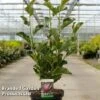 Magnolia 'March Till Frost' -Garden Plants MAGN MARCHTILL S45858