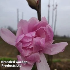 Magnolia 'Pink Perfection' -Garden Plants MAGN PINKPERFE S51731