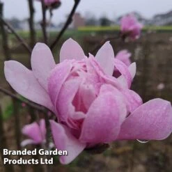 Magnolia 'Pink Perfection' -Garden Plants MAGN PINKPERFE S51732
