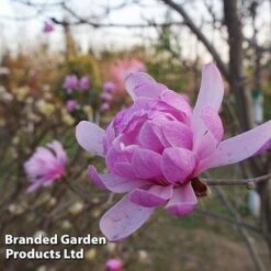 Magnolia 'Pink Perfection' -Garden Plants MAGN PINKPERFE S51733
