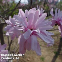 Magnolia 'Pink Perfection' -Garden Plants MAGN PINKPERFE S51736