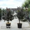 Malus Toringo 'Scarlett' -Garden Plants MALU SCARLETT S45863