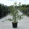 Malus 'Wintergold' -Garden Plants MALU WINTERGOL S45904