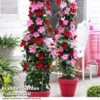 Mandevilla 'Sundaville Collection' -Garden Plants MAND BLOOMMIXD S07255
