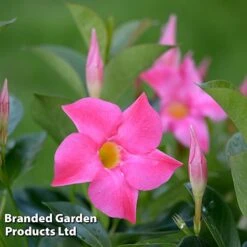 Mandevilla 'Sundaville Collection' -Garden Plants MAND BLOOMPINK L31741