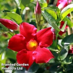 Mandevilla 'Sundaville Collection' -Garden Plants MAND BLOOMRED L31743