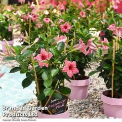 Mandevilla 'Sundaville Flamingo Pink' -Garden Plants MAND FLAMPINK T40933