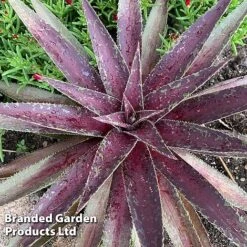 Mangave 'Blazing Saddles' 9 Mangave 'Blazing Saddles' -Garden Plants MANG BLAZINGSA S51067