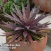 Mangave 'Blazing Saddles' -Garden Plants MANG BLAZINGSA S51068