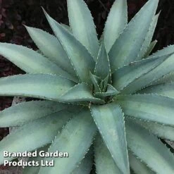 Mangave 'Frosted Elegance' -Garden Plants MANG FROSTELEG S51071