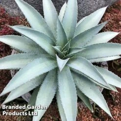 Mangave 'Frosted Elegance' -Garden Plants MANG FROSTELEG S51073