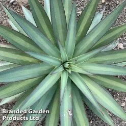 Mangave 'Frosted Elegance' -Garden Plants MANG FROSTELEG S51074