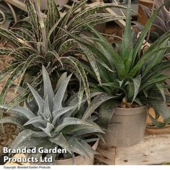 Mangave Collection -Garden Plants MANG MIXED T44084