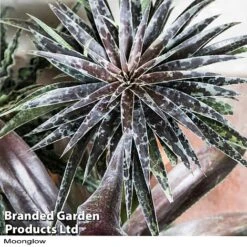 Mangave Duo -Garden Plants MANG MOONGLOW H358291