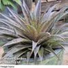 Mangave Duo -Garden Plants MANG PINEEXPRE H363471