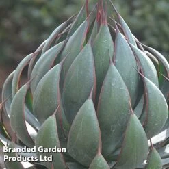 Mangave 'Praying Hands' -Garden Plants MANG PRAYINGHA S51060