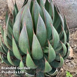 Mangave 'Praying Hands' -Garden Plants MANG PRAYINGHA S51061