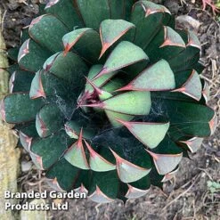 Mangave 'Praying Hands' -Garden Plants MANG PRAYINGHA S51063