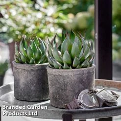 Mangave 'Praying Hands' -Garden Plants MANG PRAYINGHA S51064