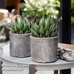 Mangave 'Praying Hands' -Garden Plants MANG PRAYINGHA S51065