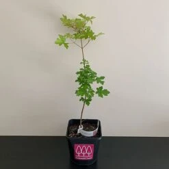 Field Maple Tree (Acer Campestre) Grown By Cotswold Trees -Garden Plants MAPLE2