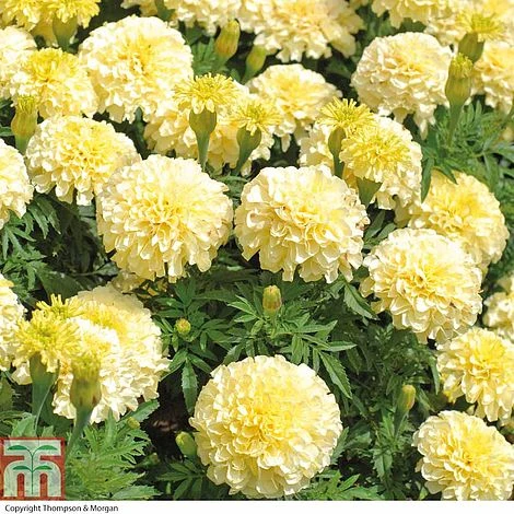Marigold 'French Vanilla' F1 Hybrid 3 Marigold 'French Vanilla' F1 Hybrid