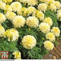 Marigold 'French Vanilla' F1 Hybrid 13 Marigold 'French Vanilla' F1 Hybrid -Garden Plants MARI P4020 F